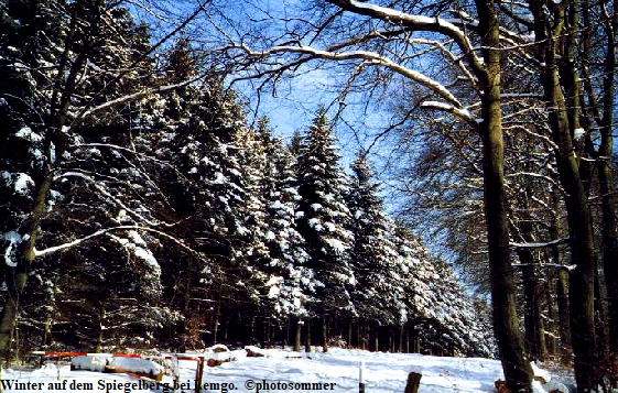 Winter auf dem Spiegelberg bei Lemgo.  photosommer