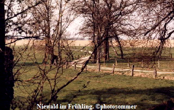 NiewaldFrhling0202