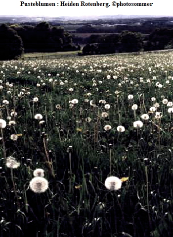 PusteblumenHeiden