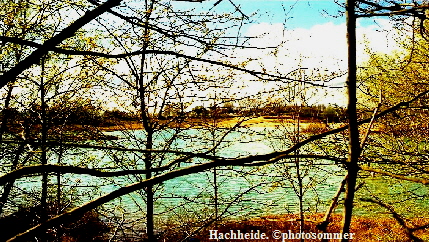 a_LA_Hachheide2