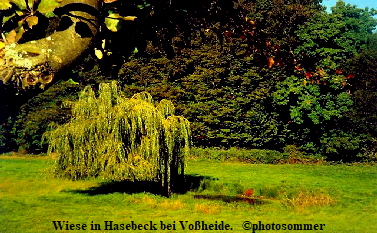 Hasebeck01