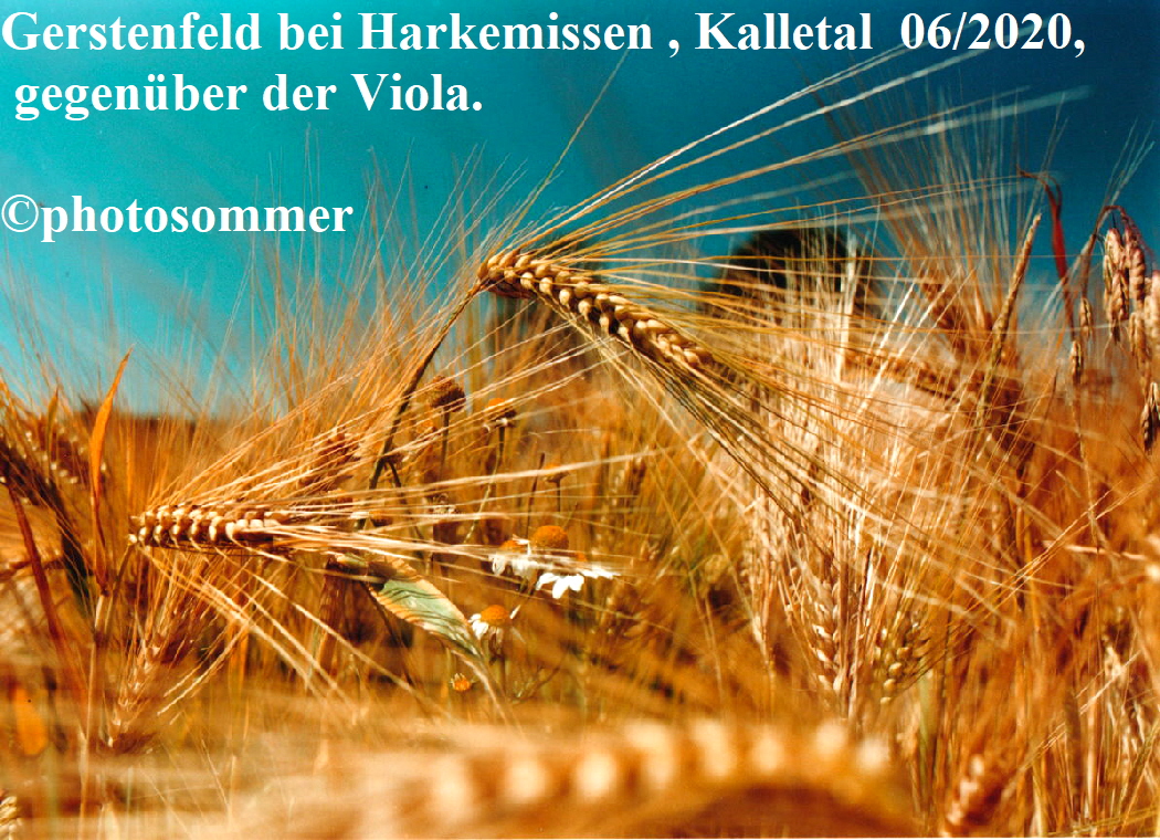 kalletal harkemissen gerstenfeld