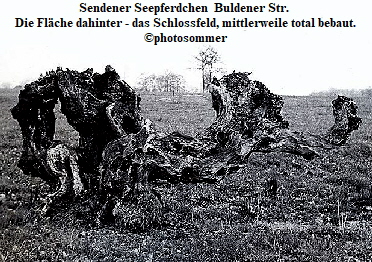 Sendener Seepferdchen  Buldener Str. 
Die Flche dahinter - das Schlossfeld, mittlerweile total bebaut.
photosommer
