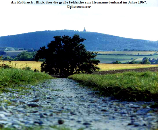 Am Robruch : Blick ber die groe Feldeiche zum Hermannsdenkmal im Jahre 1967.
photosommer