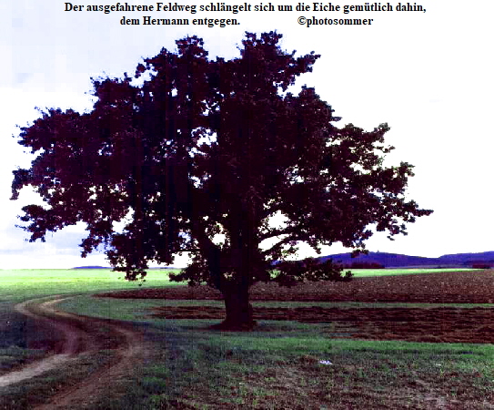 Der ausgefahrene Feldweg schlngelt sich um die Eiche gemtlich dahin, 
dem Hermann entgegen.                     photosommer