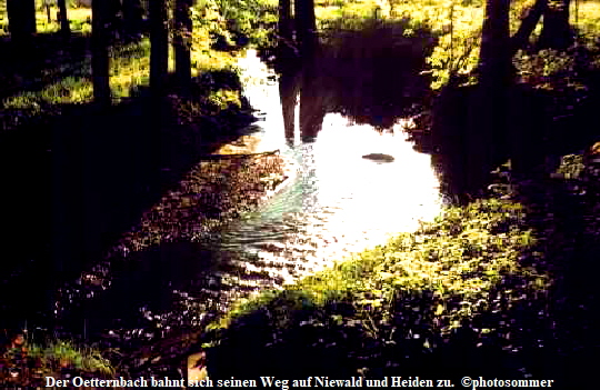 Der Oetternbach bahnt sich seinen Weg auf Niewald und Heiden zu.  photosommer