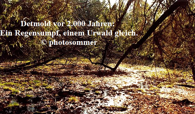 Detmold vor 2.000 Jahren: 
Ein Regensumpf, einem Urwald gleich.
 photosommer