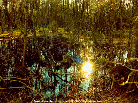 Sumpf oberhalb des Krebsteiches. photosommer