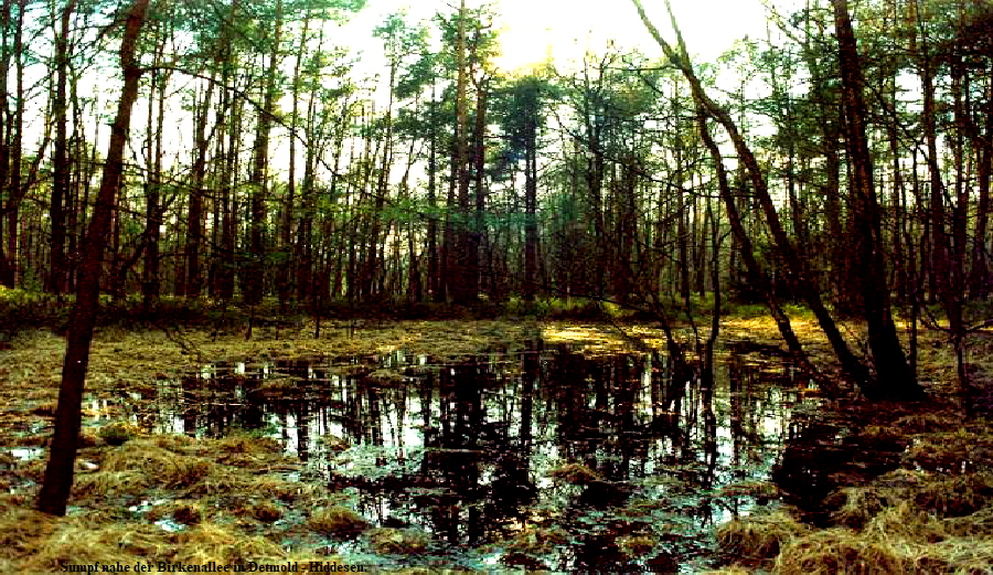 Sumpf nahe der Birkenallee in Detmold - Hiddesen.                                                                   photosommer