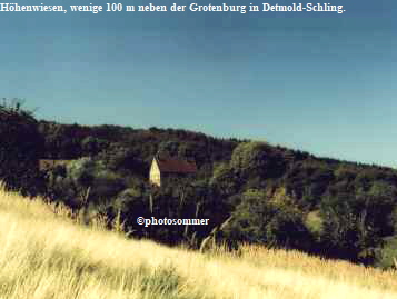 Hhenwiesen, wenige 100 m neben der Grotenburg in Detmold-Schling.















photosommer