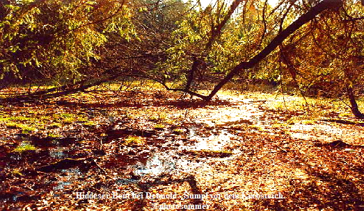 Hiddeser Bent bei Detmold - Sumpf vor dem Krebsteich. 
photosommer