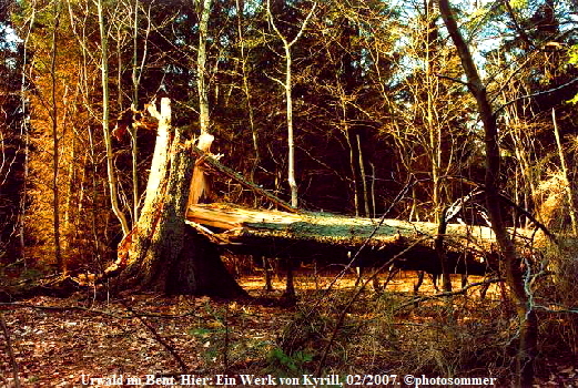 Urwald im Bent. Hier: Ein Werk von Kyrill, 02/2007. photosommer